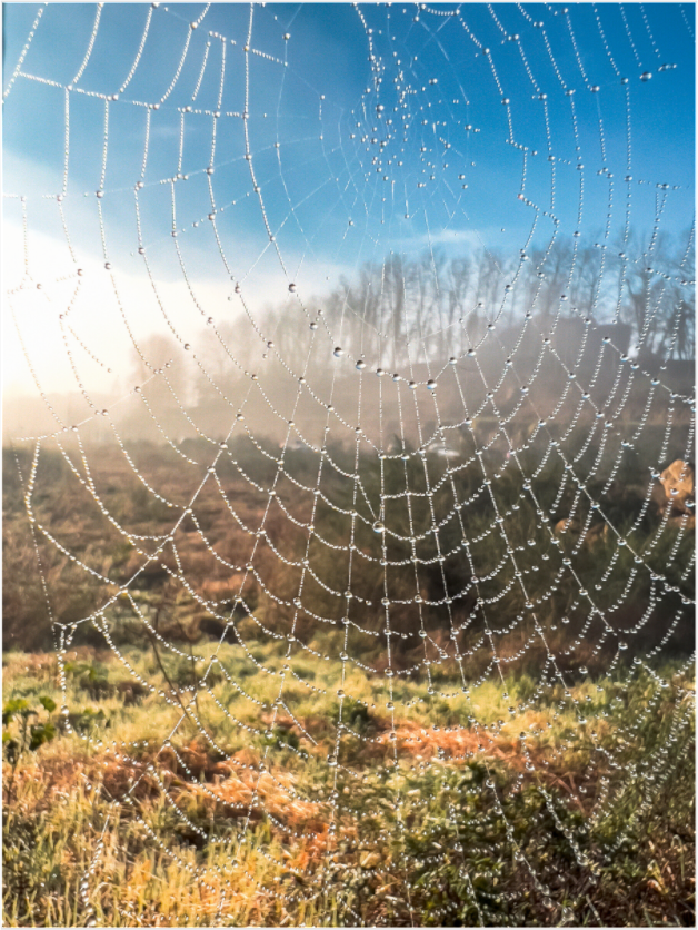 A teia e o orvalho