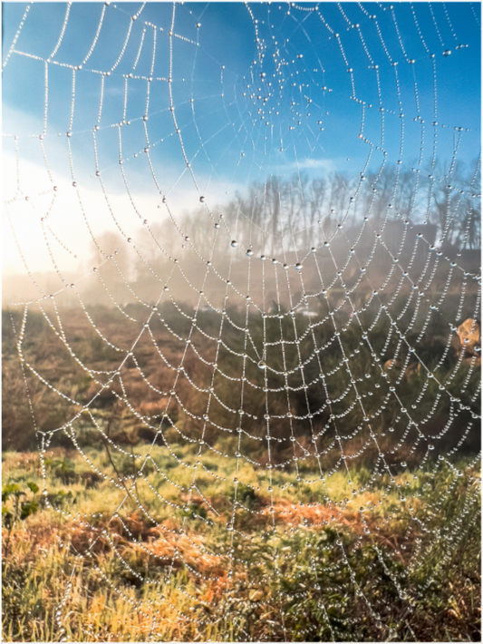 A teia e o orvalho